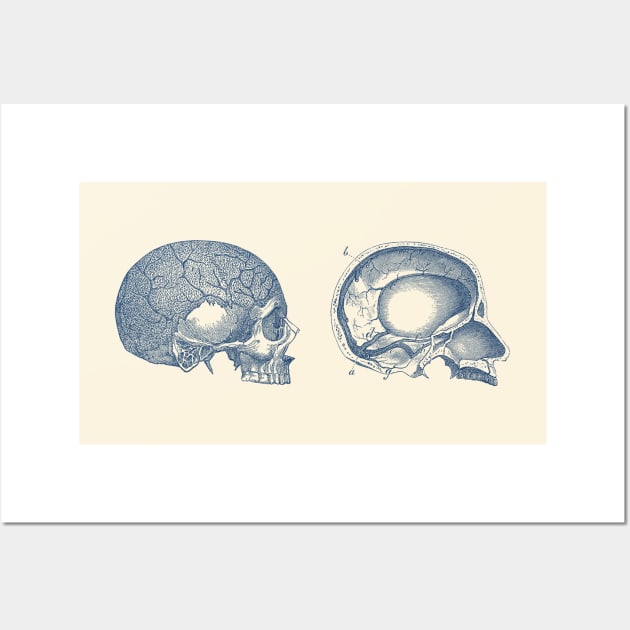 Human Skull - Classic Anatomy Wall Art by Vintage Anatomy Prints